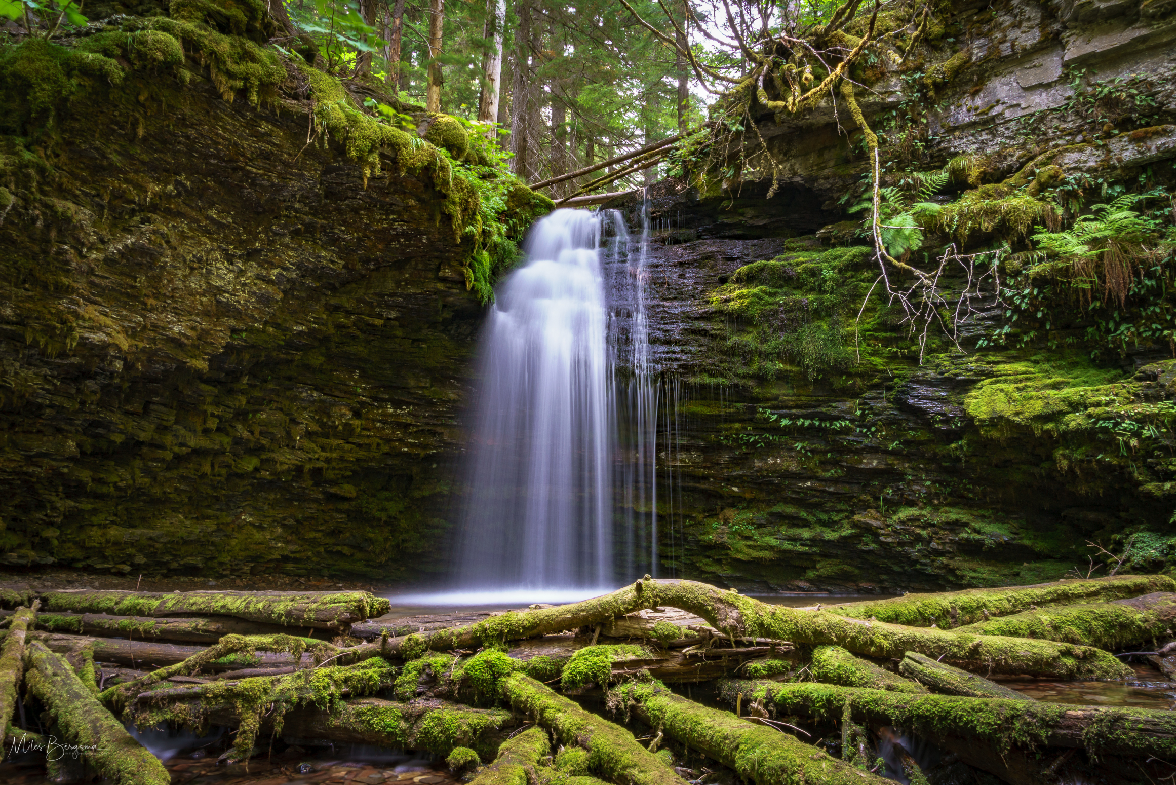 Fern & Shadow Falls